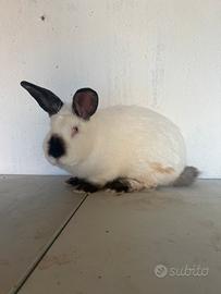 Maschio californiano