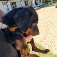 Splendidi cuccioli di dobermann