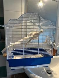 Coppia calopsite colore bianco