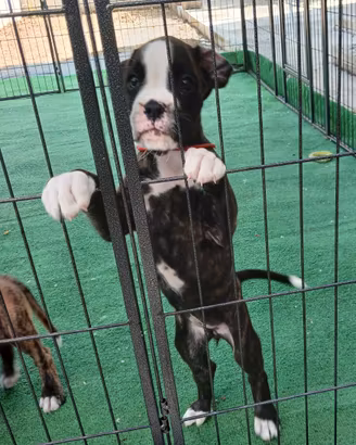Boxer Cucciola