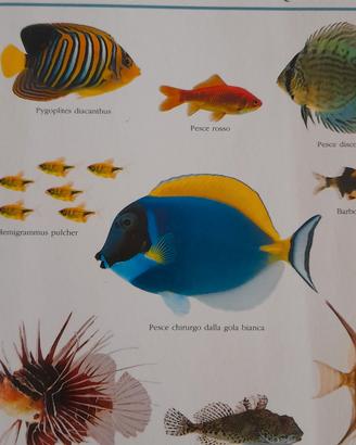 pesci  d'acquario  
