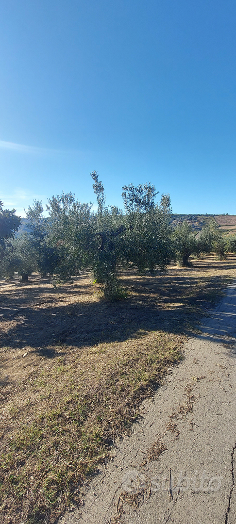 Terreno agricolo - Vista 3