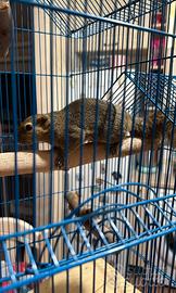 Animali scoiattolo