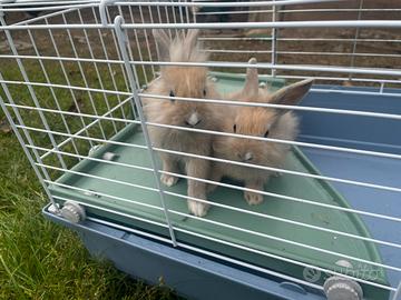 Conigli testa di leone nani con gabbia