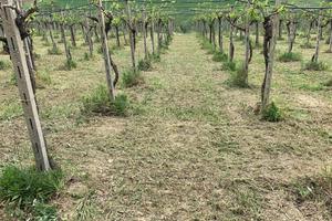Vigneto Moscufo