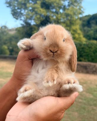 Cucciolo coniglio - coniglietto ARIETE NANO