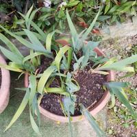 bulbi iris