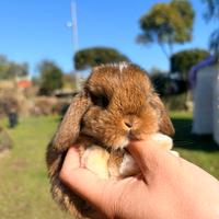 Cucciolo coniglio - coniglietto ARIETE NANO