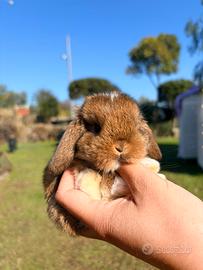 Cucciolo coniglio - coniglietto ARIETE NANO