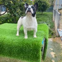 Bulldog francese