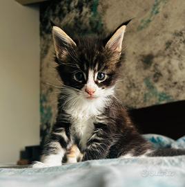 Maine coon con pedigree