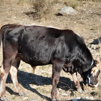 Toro razza cabannina