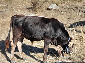 Toro razza cabannina