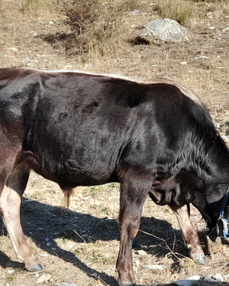 Toro razza cabannina