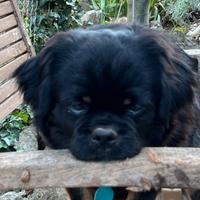 Tibetan Spaniel