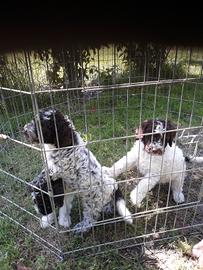 Ciccioli lagotto romagnolo