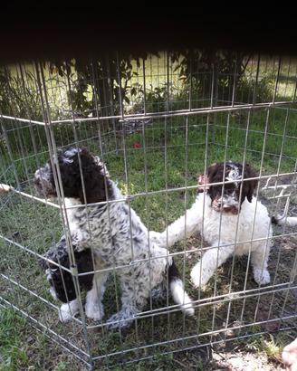 Ciccioli lagotto romagnolo