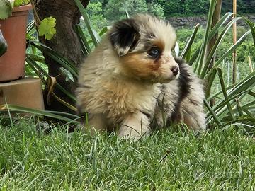 Cuccioli pastore australiano