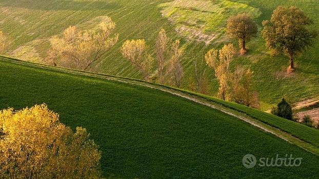 Terreno agricolo ad 1km dal Centro di Levizzano