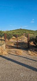 Terreno uliveto con possibilità edificatoria
