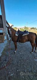Disponibile quorter di 4 anni
