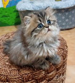 Gattini