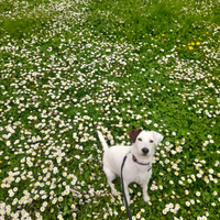 Maschio Jack Russell