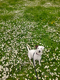 Maschio Jack Russell