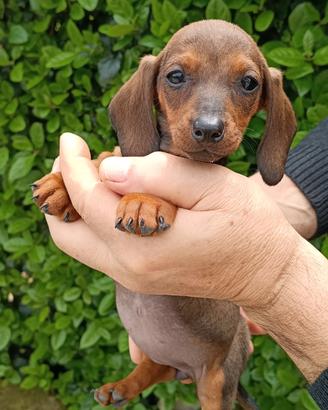Bassotto tedesco a pelo corto