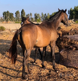 Purosangue Inglese pronta alla doma