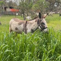 Asino pezzato domato