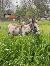 Asino pezzato domato