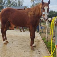 Regaliamo femmina Quarter Horse