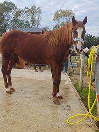 Regaliamo femmina Quarter Horse