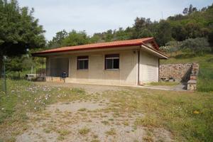 Terreno coltivato ad olivo