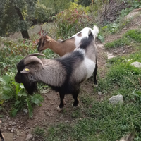 Capre tibetane