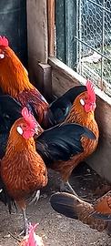 Galletti americani