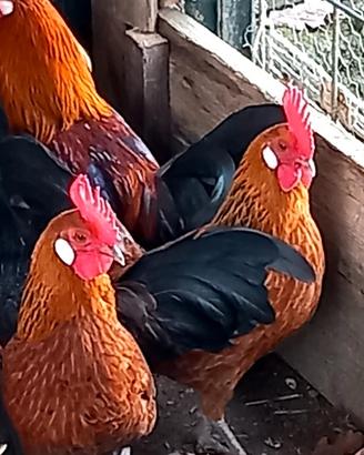 Galletti americani