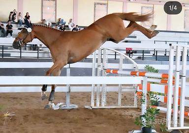 Puledro S.I. 4 anni