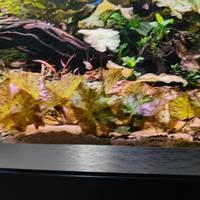 Ninfea Lotus Tiger Green 