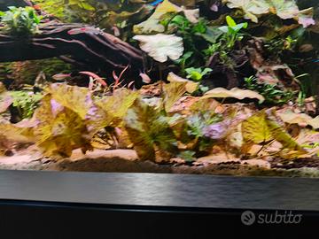 Ninfea Lotus Tiger Green 