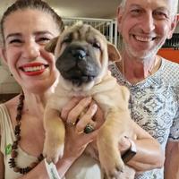 SHAR-PEI un nuovo amico 4zampe per la Vita