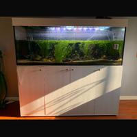 Acquario