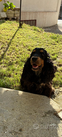 Affidamento Cocker femmina 3 anni