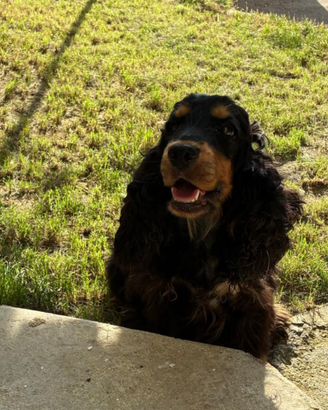 Affidamento Cocker femmina 3 anni