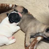 Cuccioli di bulldog pedigree enci
