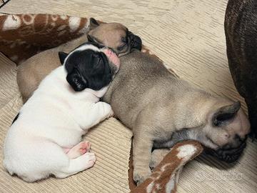 Cuccioli di bulldog pedigree enci