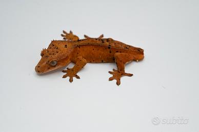 Super dalmatian confetti margin