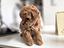 Immagine 21