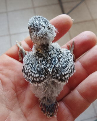 Uccelli